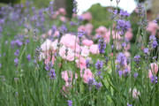 IMG-4219.jpg