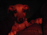 21.5.party-ready Betsy V