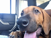 Rocco the Rhodesian Ridgeback 6