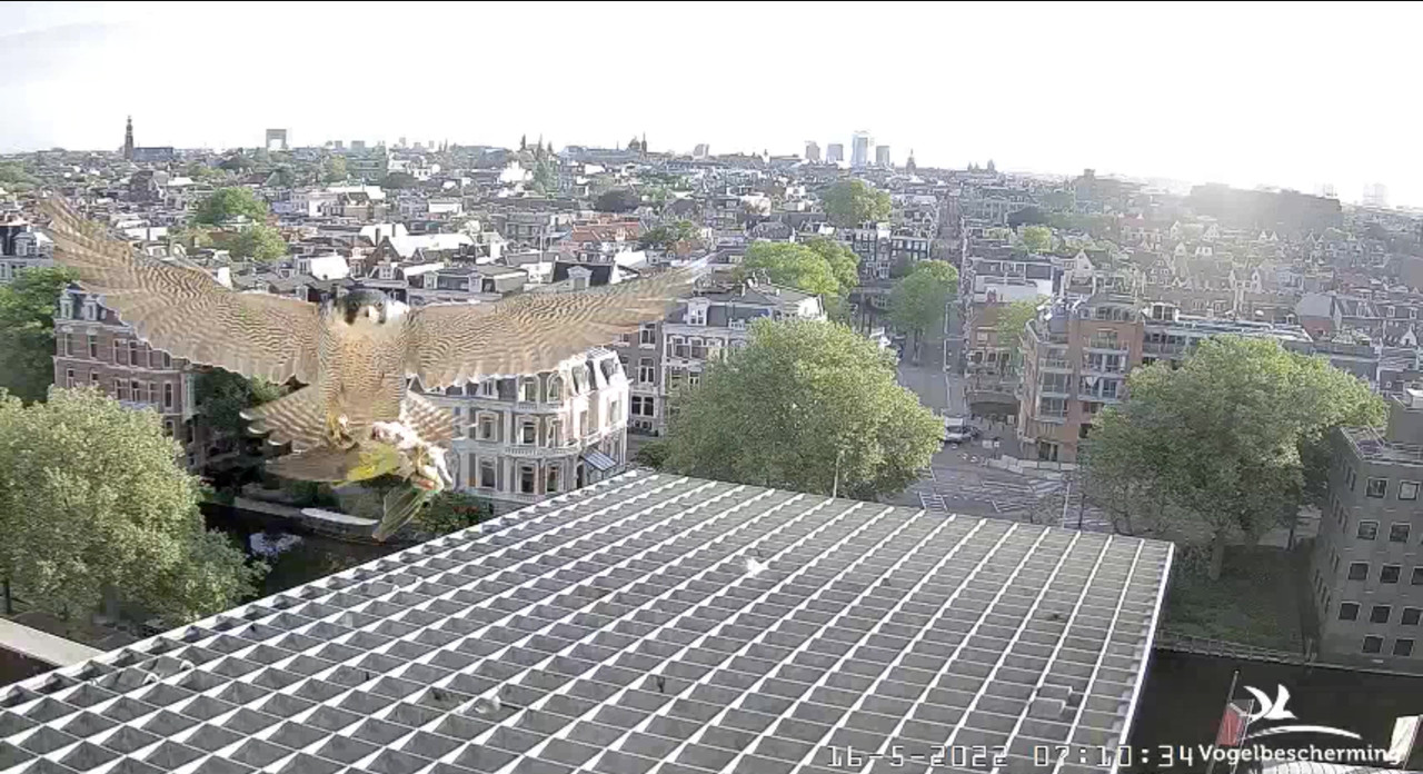 Amsterdam/Rijksmuseum screenshots © Beleef de Lente/Vogelbescherming Nederland - Pagina 40 Video-2022-05-16-071202-Moment-2