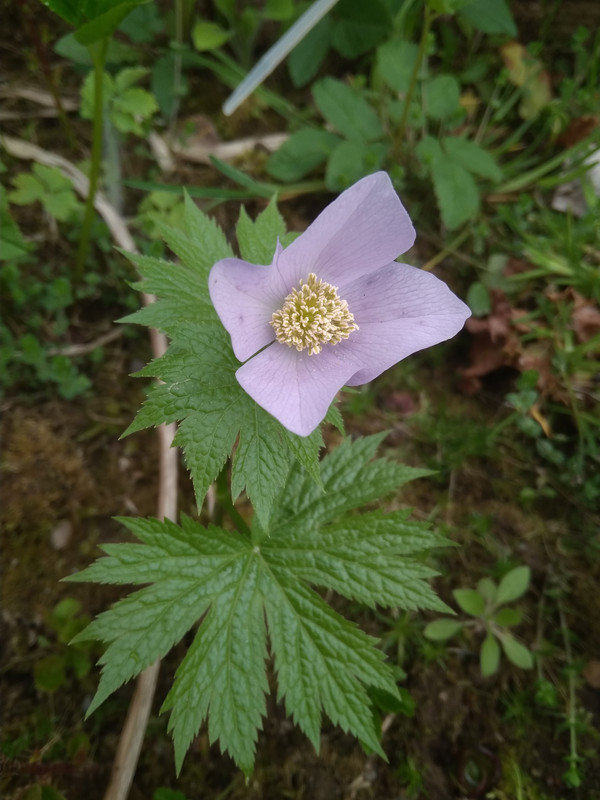 Glaucidium palmatum