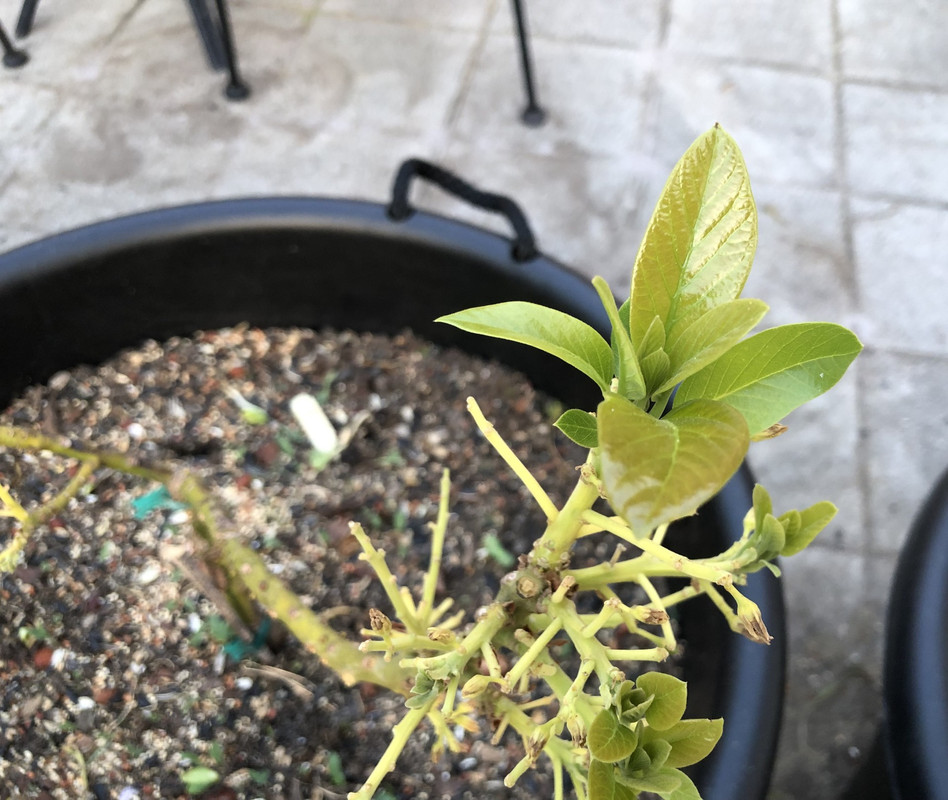 Catalina Defoliated2
