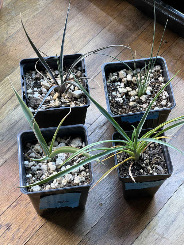 Growing Yucca from Seed - Agaveville