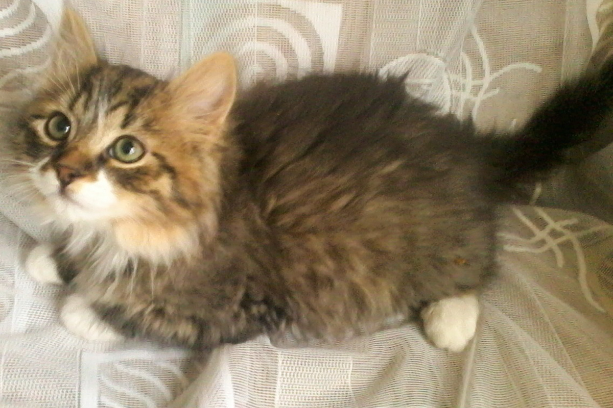 КотенокУборевича6-1