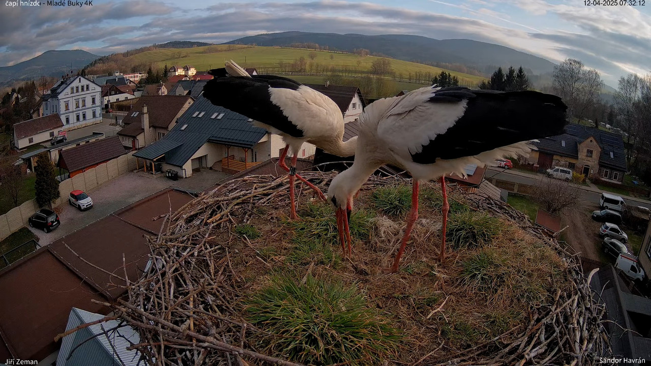 Živá kamera - Mladé Buky - čapí hnízdo 4K 9-45-2 screenshot
