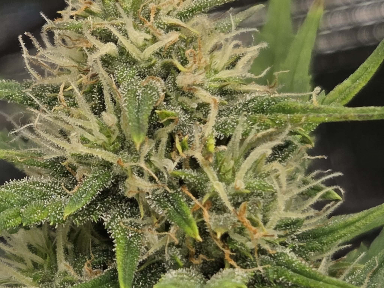 Messenger creation 9EFFDA6A 4D8C 426D AD39 ACC8A1D654FD