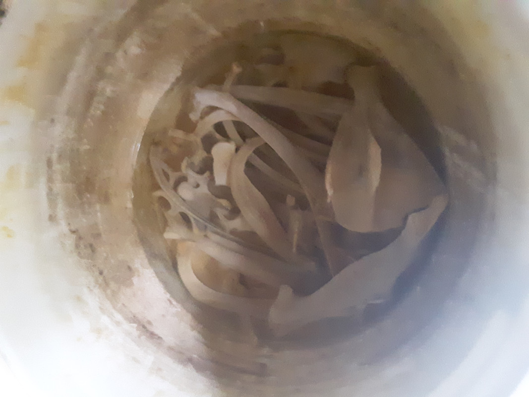 XDeer Bones soaking in acetone