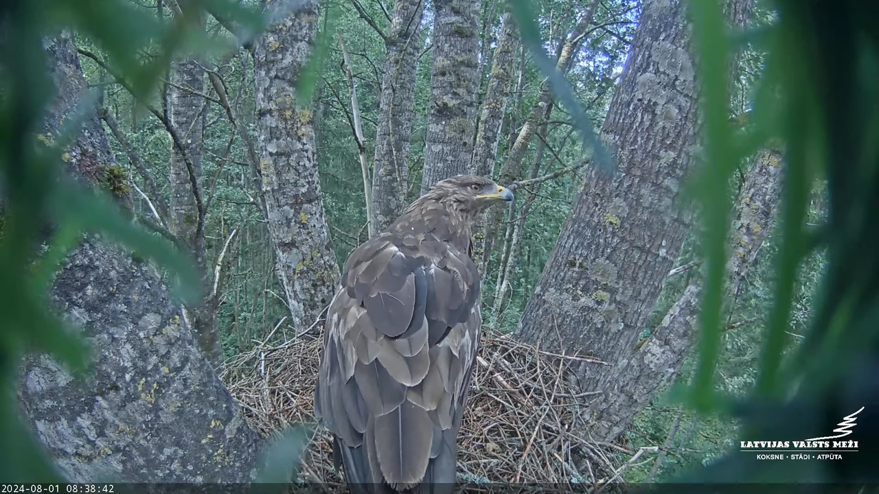 LVM Mazais ērglis Aizkuja, apse 2 - Lesser Spotted Eagle 11-54-15 screenshot