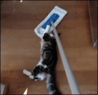 Funny-Cat-GIF-Every-morning-2-playful-cats-slide-on-floor-hanging-on-the-swiffer-Weeeee.gif