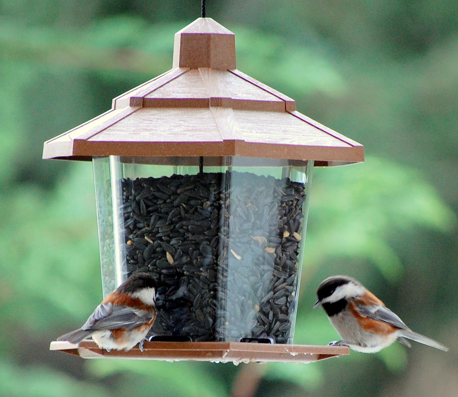 What Birds Are Woodland Creatures?
