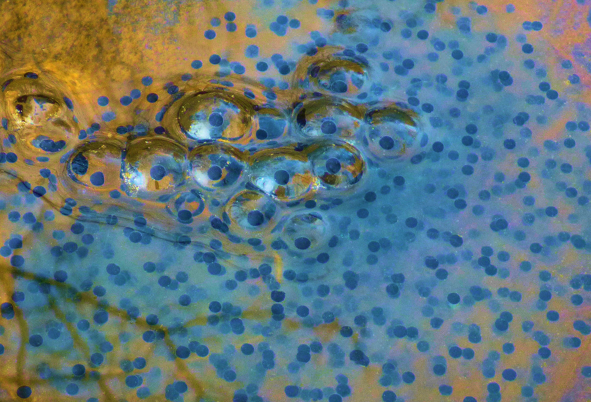 2014-04-18 - wood frog eggs
