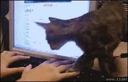 Cat-Keyboredezgif-7d19b312b6d16aa0.gif