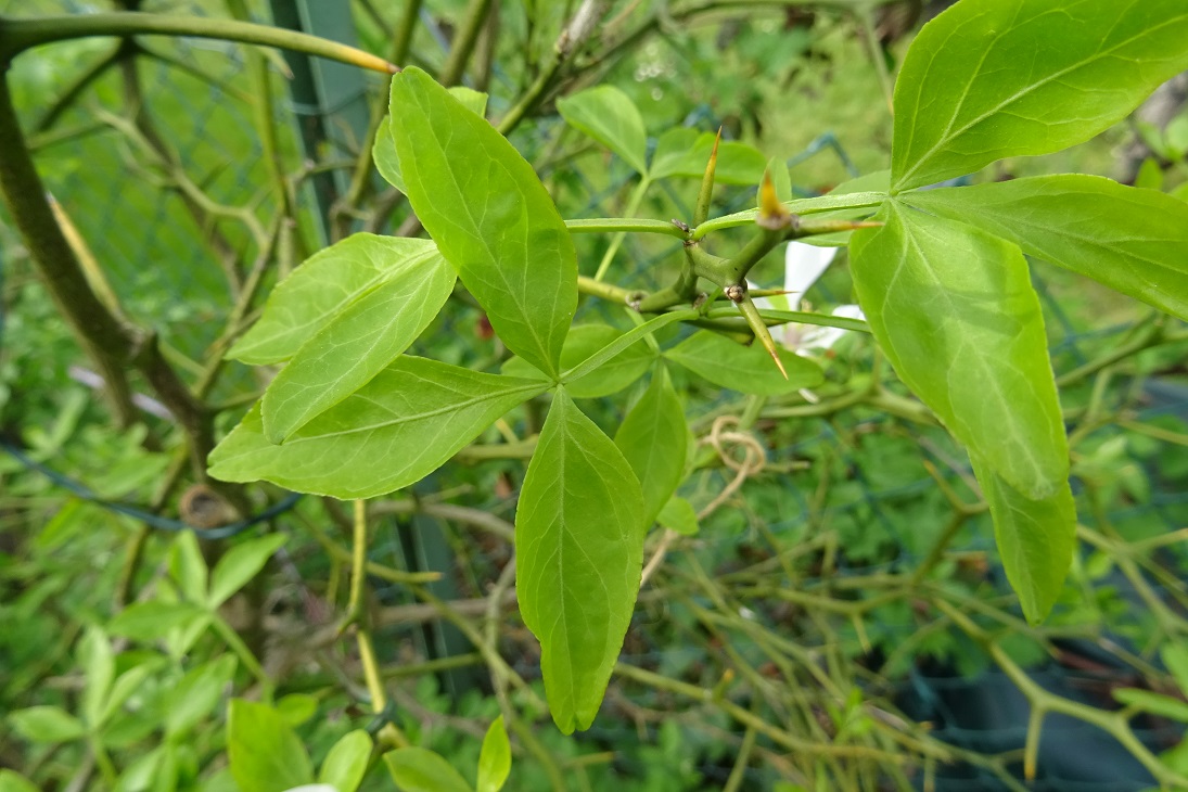 DSC00623