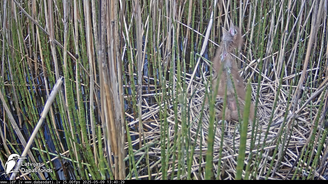 LDF Lielais dumpis (Botaurus stellaris) Zemītes pagastā 14-12-49 screenshot