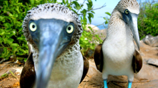 A pair of blue footed boobies