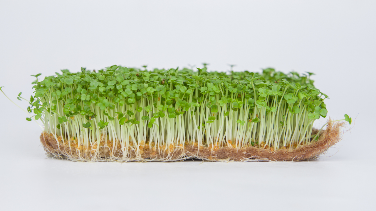 Arugula Microgreens