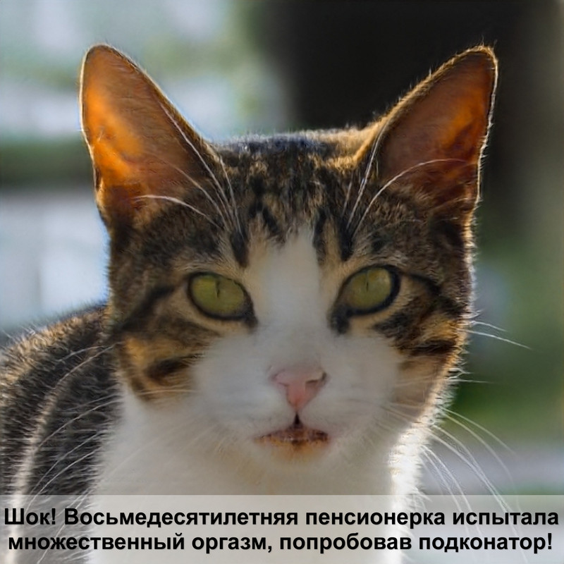 бенгальская кошка черного окраса