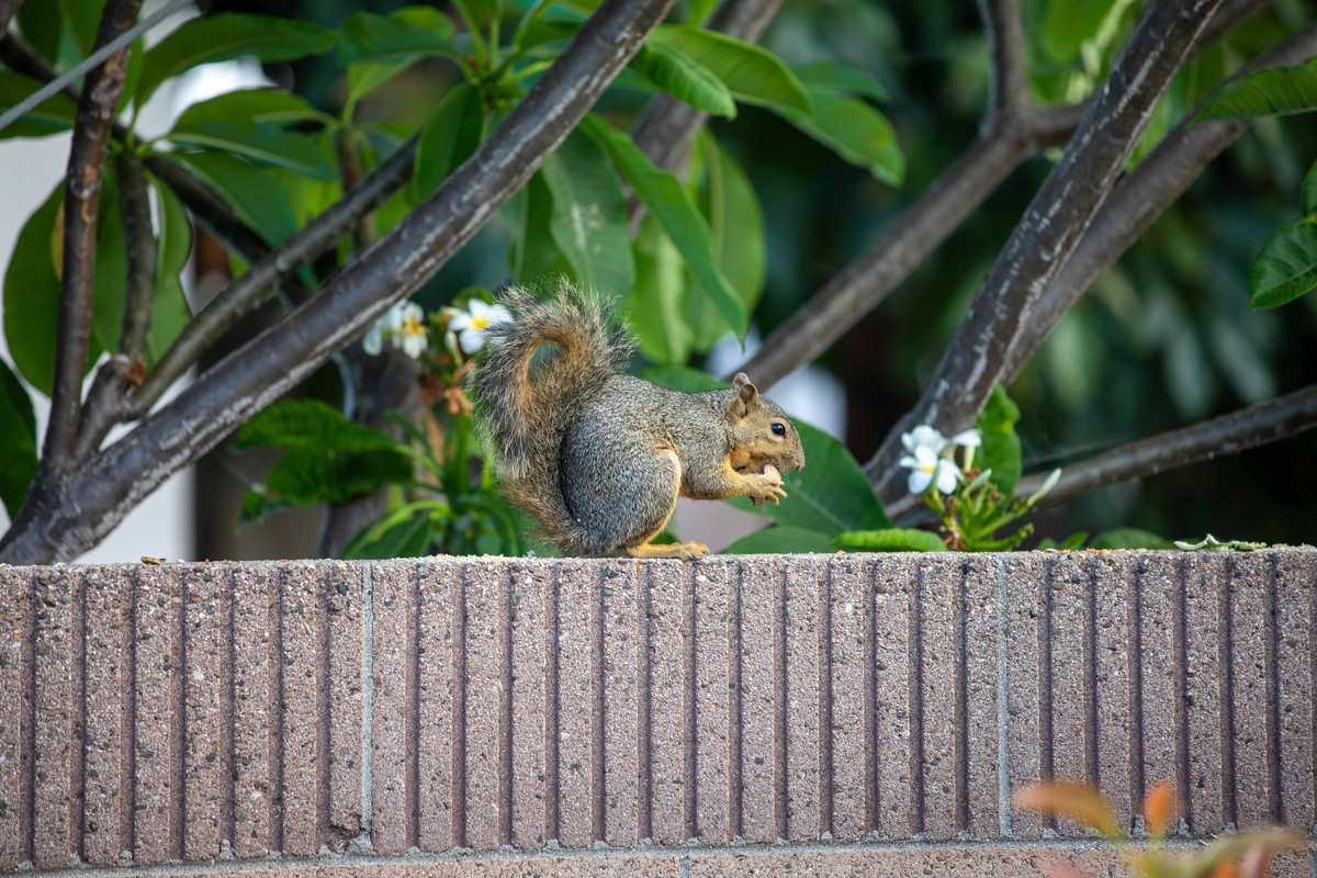 8U1A5035  Eastern Fox Squirrel Eating Macadamia Nut (8-19-2023)