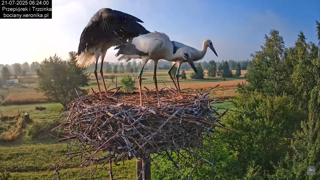 21072025bociany14