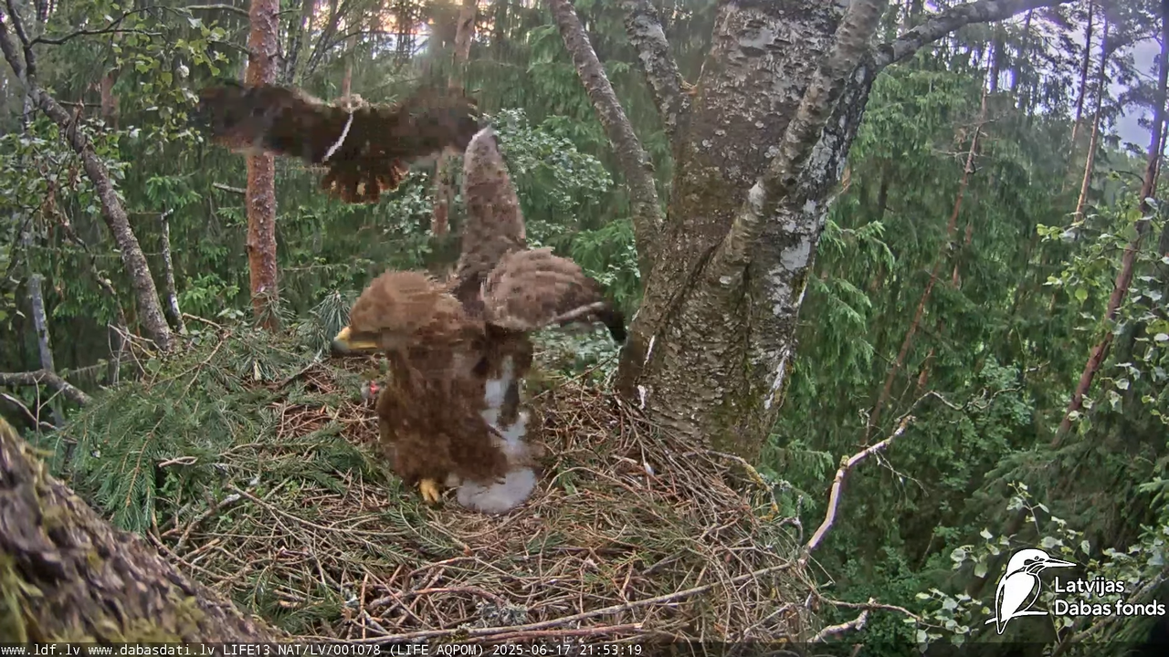 Mazais ērglis (Clanga pomarina), ligzda bērzā 15-0-34 screenshot