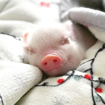 pig-in-a-blanket.jpg