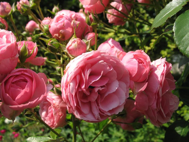IMG_3646