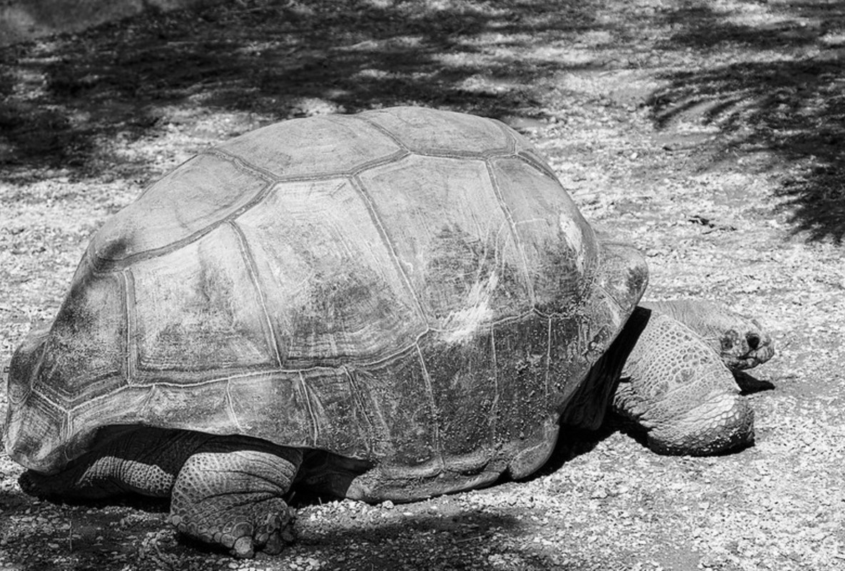blacknwhite-giant-tortoise-dis2.jpg