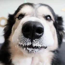 Dog-Milk-Nose.gif