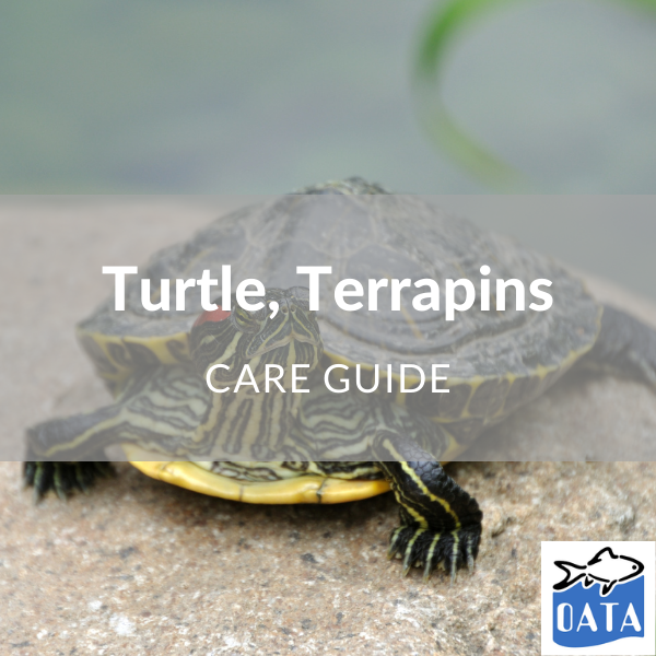 OATA Guide to turtles and terrapins - Lincs Aquatics