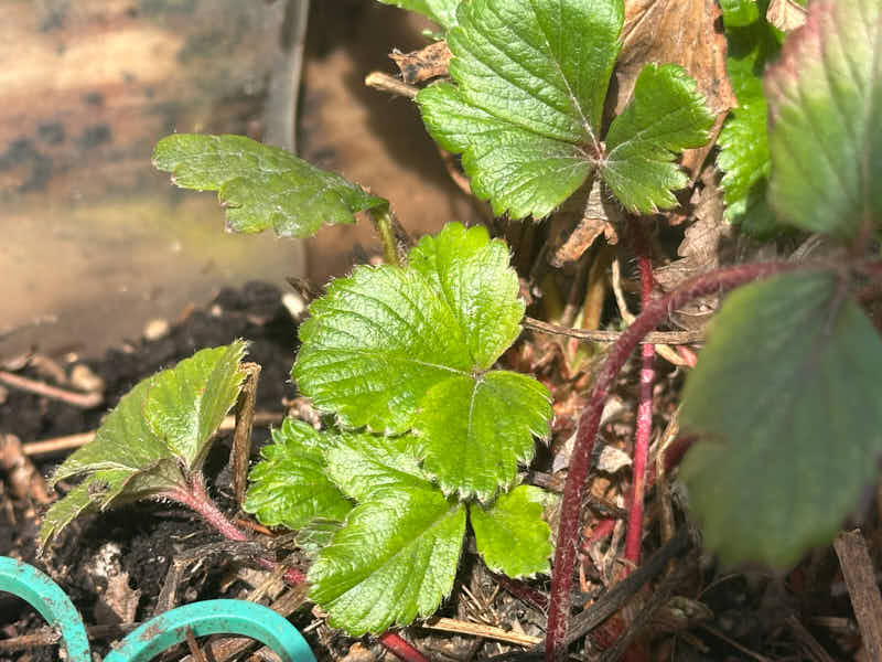 figs-825.jpg
