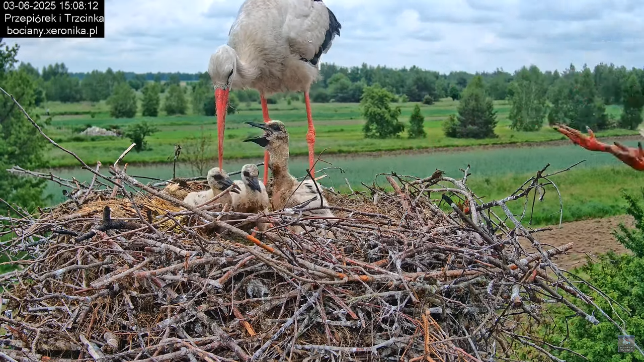 03062025bociany21