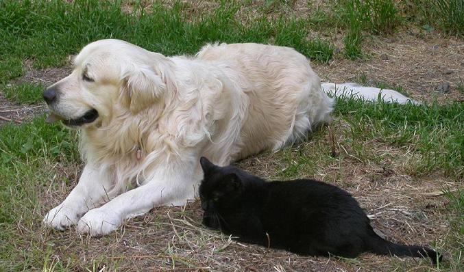 CuratorBattle - Moggy Thread 3 - Page 11 Pooch-n-zwartje