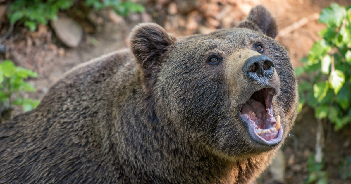 Osos destruyen el auto de una mujer en California