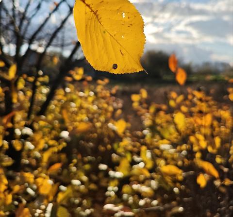 Зображення