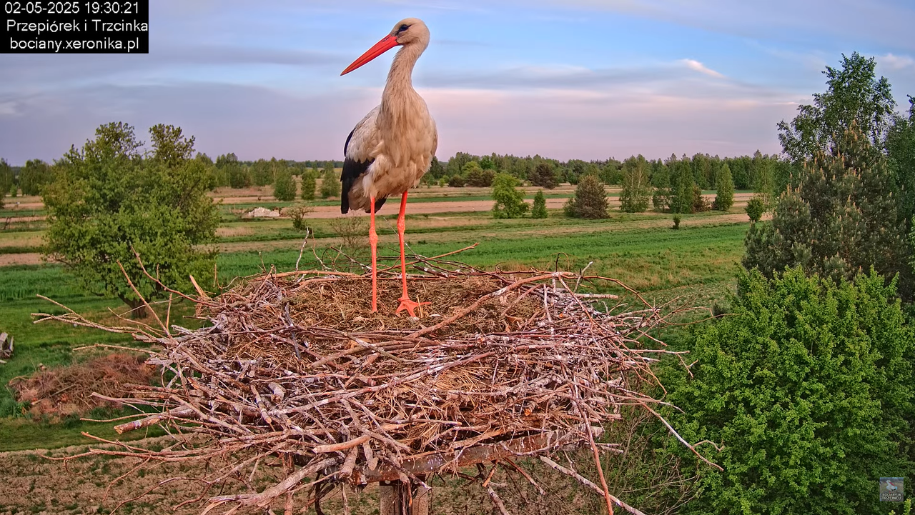 02052025bociany25
