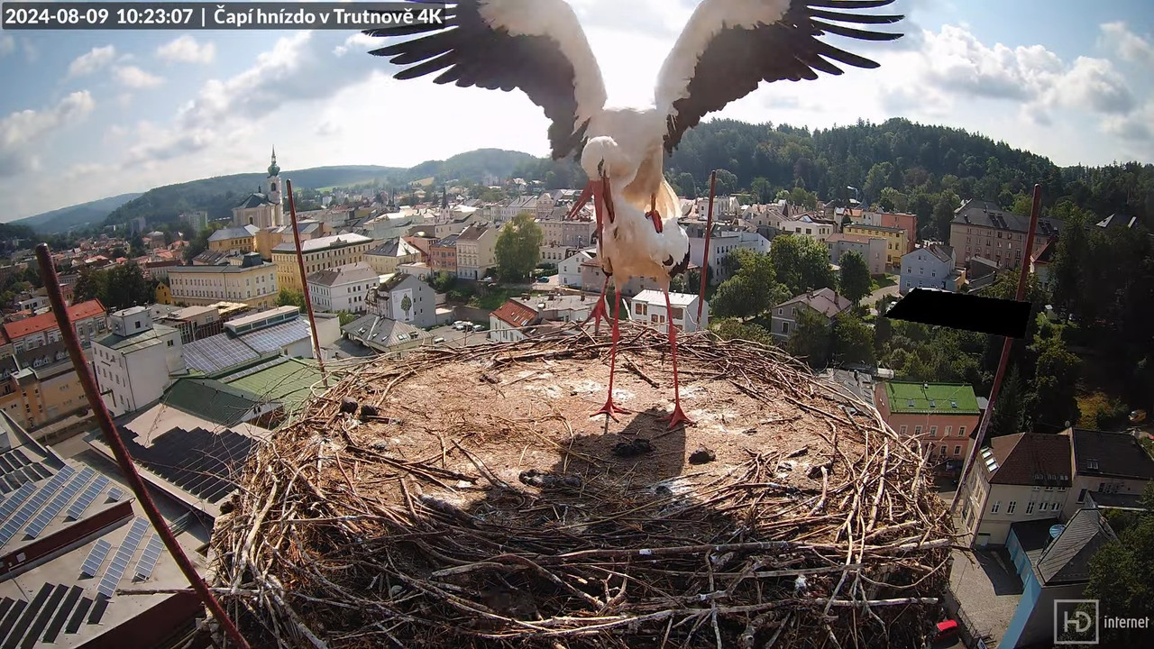 Živě z čapího hnízda na pivovarském komíně v Trutnově 14-57-53 screenshot