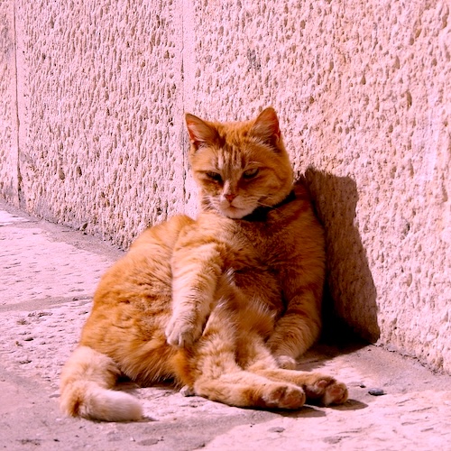 Cat looking overheated up against a wall album cover