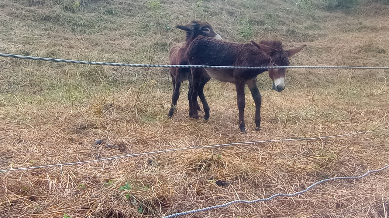 IMG_20250813_194000 (Large)