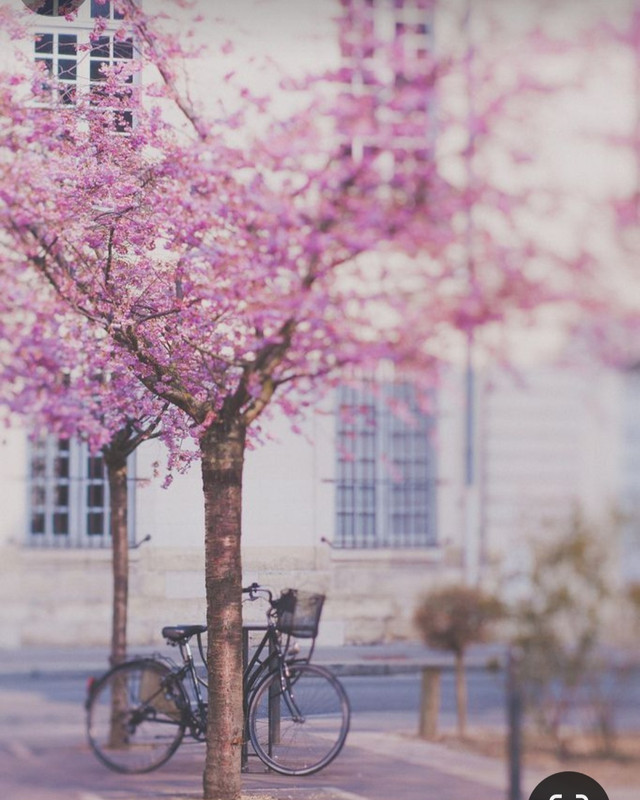 Screenshot_20240330_235734_Pinterest