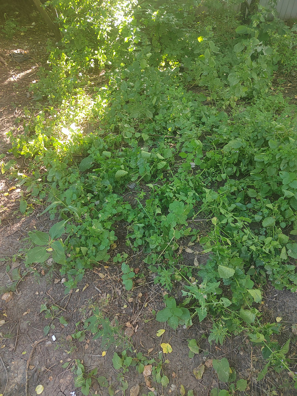 IMG 20260807 170112