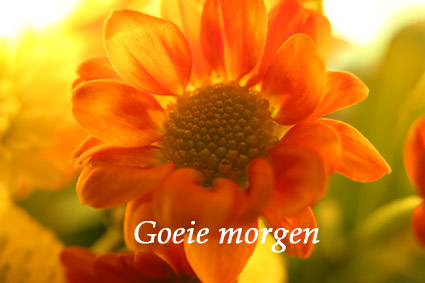 Welkom op blog Jodelsy