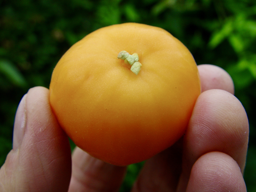 1461088B-381D-4245-BCCC-8BF3979122C7_1_105_c