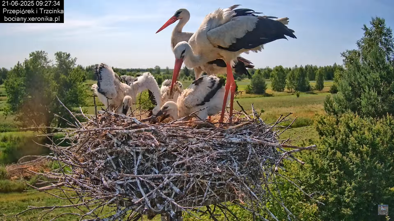 21062025bociany14