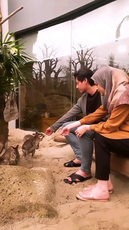 Cut Meyriska dan Roger Danuarta saat memberi makan koleksi hewan di Taman Safari.