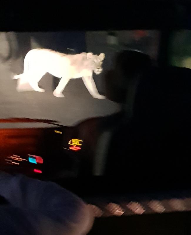 DÍA 10: KRUGER (Lower Sabie) - Sudáfrica y Seychelles 2018 - Una Honeymoon llena de vida (2)