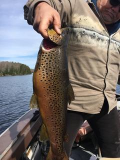 6 lb trout
