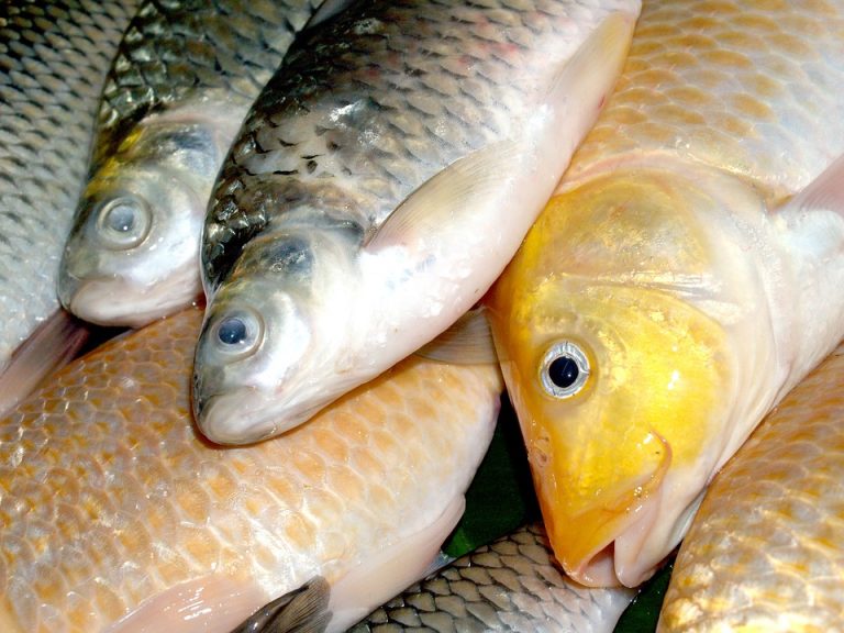 Ikan Mas eksodus ke Indonesia