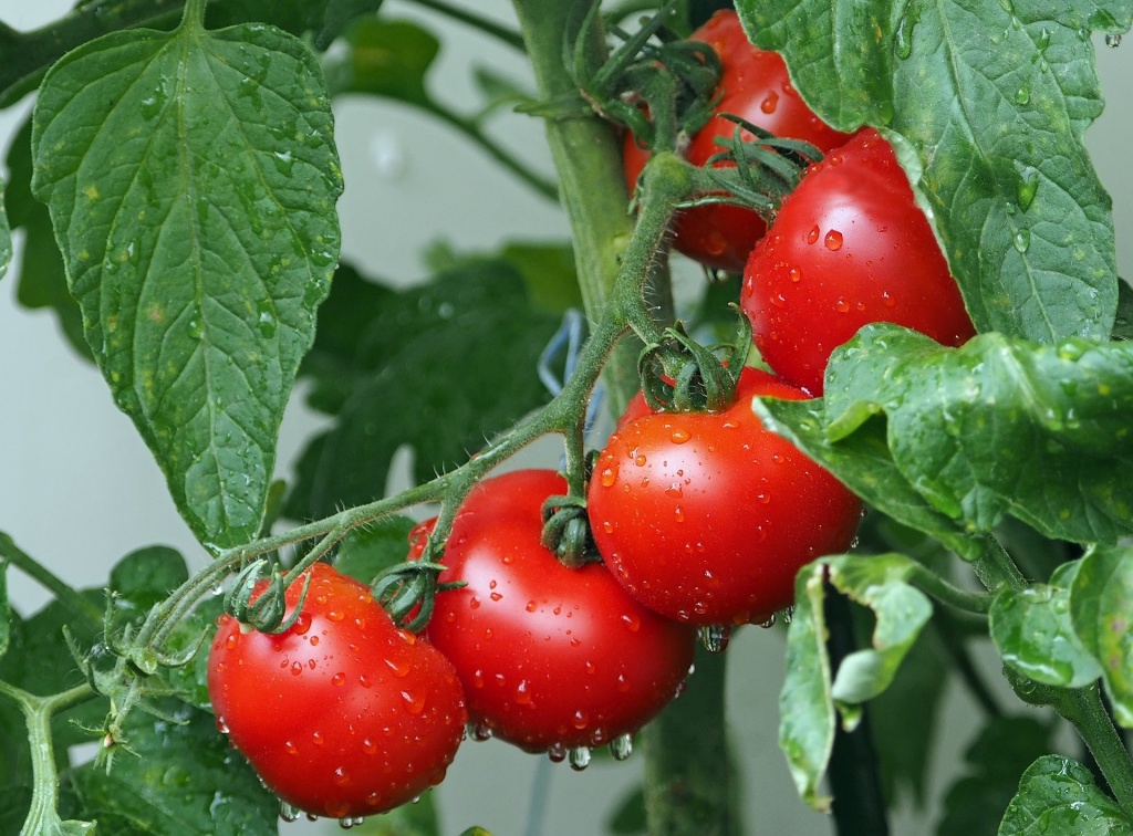 Основные ошибки в уходе за помидорами и как их избежать