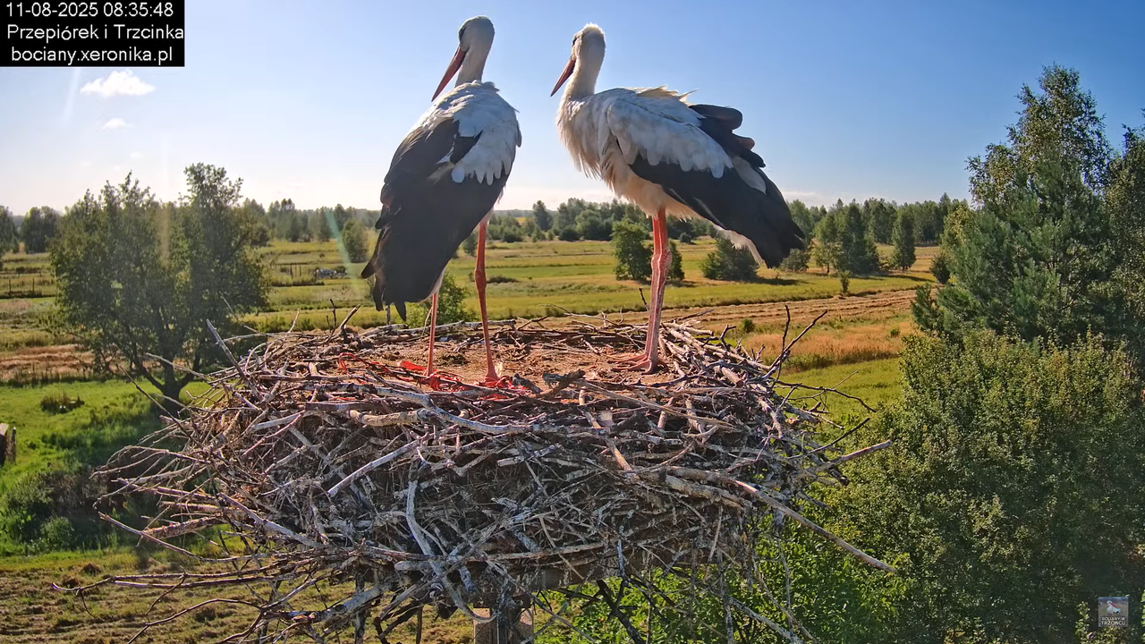 11082025bociany13
