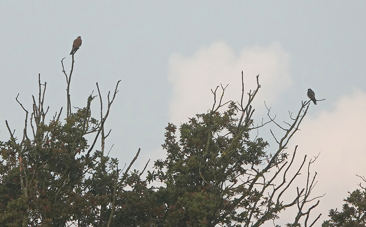 Torenvalk en boomvalk op één foto
